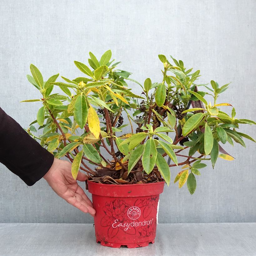 Spécimen de Rhododendron hybride Easydendron INKARHO Belkanto Pot de 4L/5L tel que livré en automne