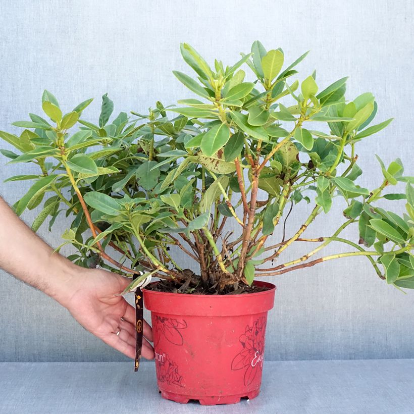 Spécimen de Rhododendron hybride Easydendron INKARHO Belkanto Pot de 4L/5L tel que livré en été