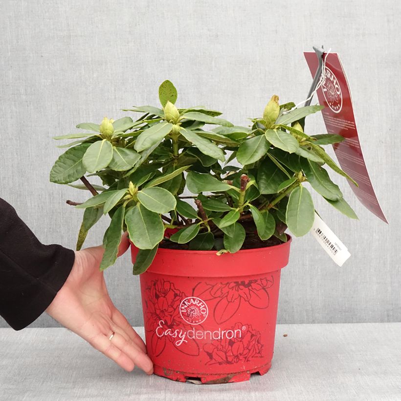 Spécimen de Rhododendron hybride Easydendron INKARHO Belkanto Pot de 4L/5L tel que livré en hiver