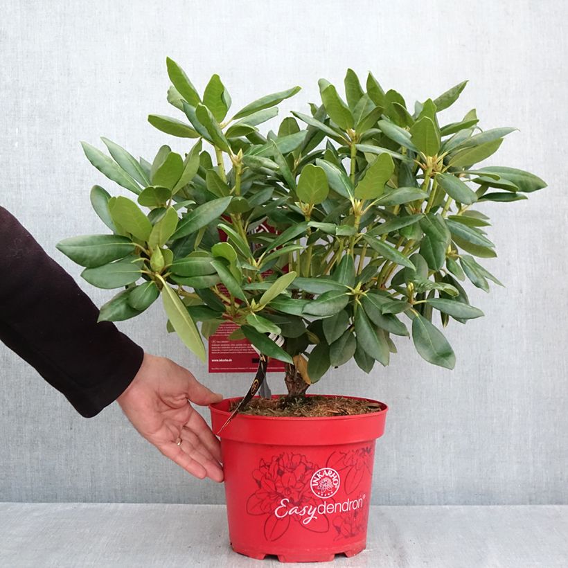 Spécimen de Rhododendron hybride Easydendron INKARHO English Roseum - Grand rhododendron Pot de 4L/5L tel que livré en automne