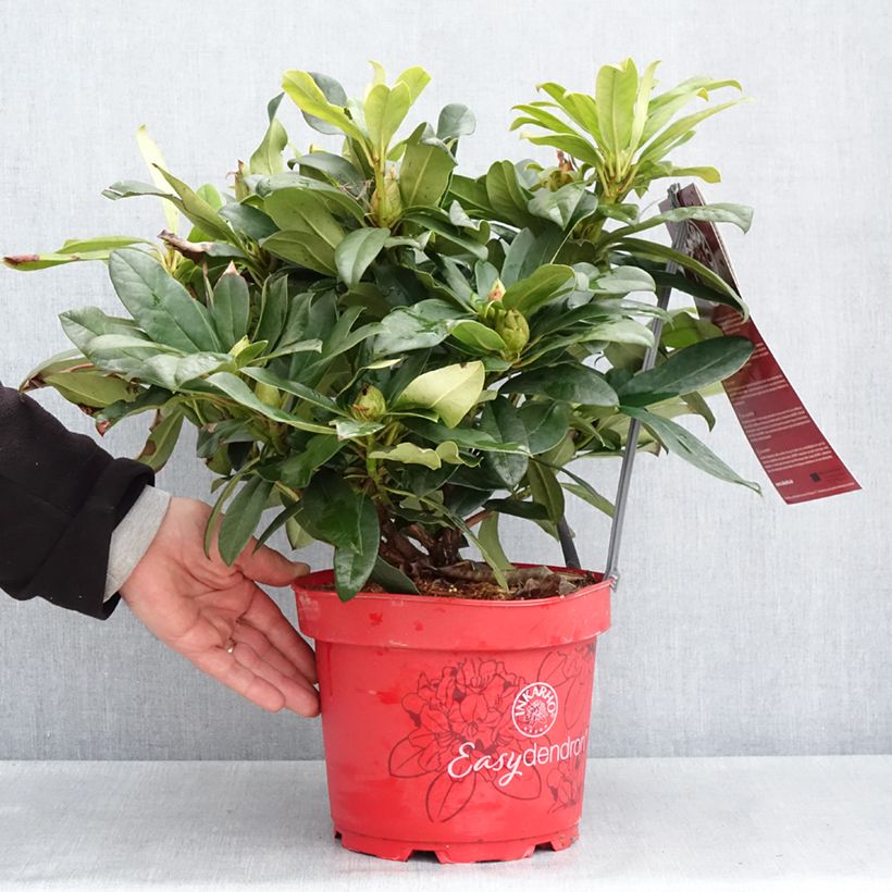 Spécimen de Rhododendron hybride Easydendron INKARHO Orakel Pot de 7,5L/10L tel que livré au printemps