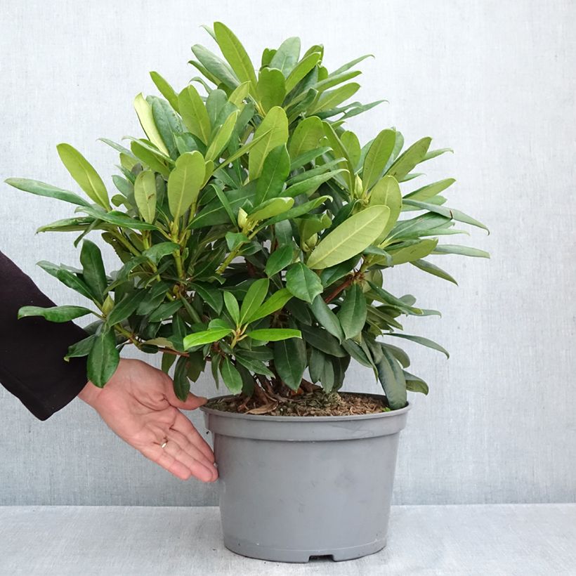 Spécimen de Rhododendron hybride Easydendron INKARHO Orakel Pot de 7,5L/10L tel que livré en automne