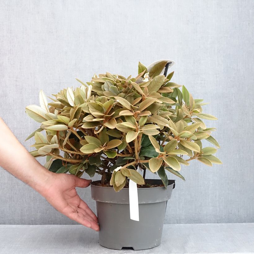 Spécimen de Rhododendron hybride Easydendron INKARHO Special Dane Pot de 4L/5L tel que livré au printemps