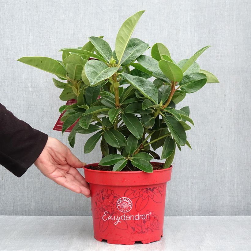 Spécimen de Rhododendron hybride Inkarho Diderk Pot de 4L/5L tel que livré en automne