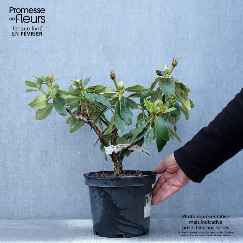 Spécimen de Rhododendron hybride Janet Ward Pot de 4L/5L tel que livré en hiver