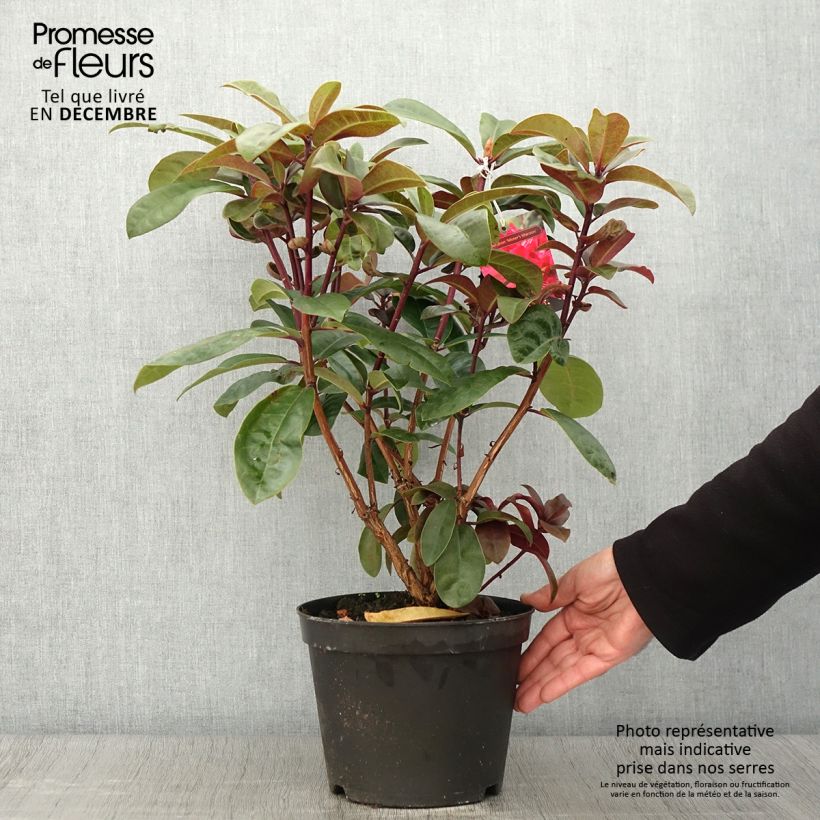 Spécimen de Rhododendron hybride Moser's Maroon Pot de 4L/5L tel que livré en automne