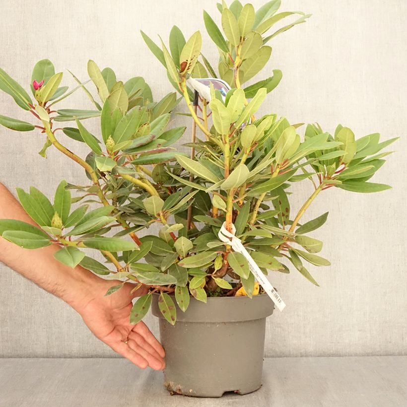 Spécimen de Rhododendron hybride Raphaela Pot de 4L/5L tel que livré en été