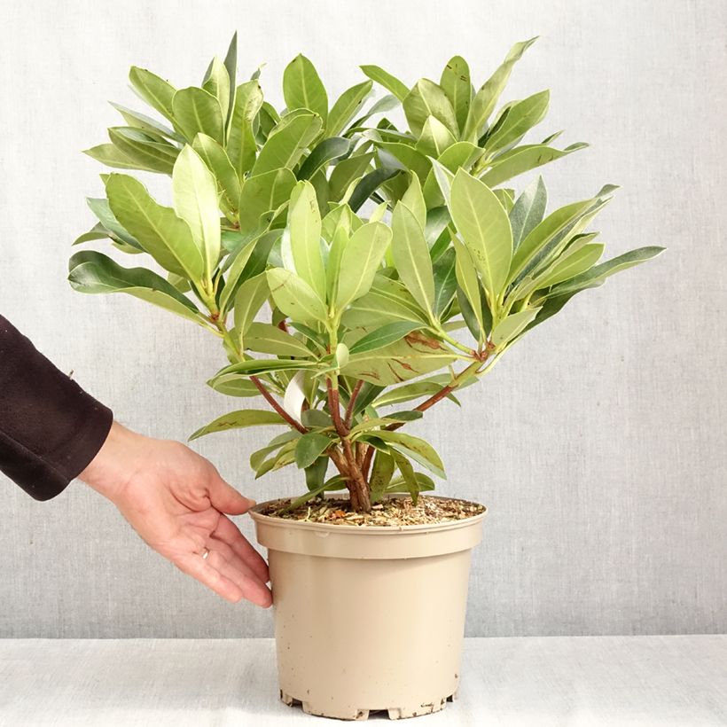 Spécimen de Rhododendron hybride Rwain Pot de 4L/5L tel que livré en automne