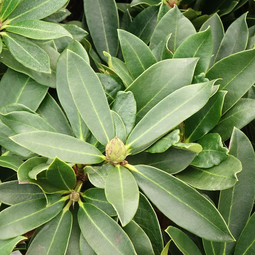 Rhododendron hybride Rwain (Feuillage)