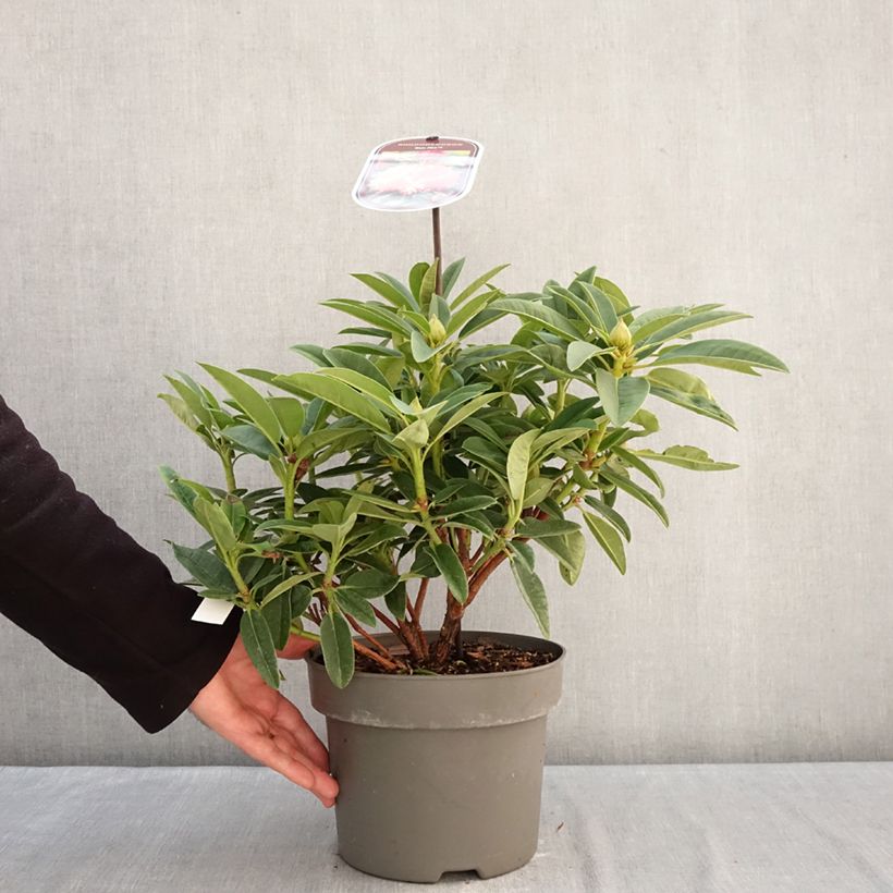Spécimen de Rhododendron hybride Sun Fire Pot de 4L/5L tel que livré en hiver