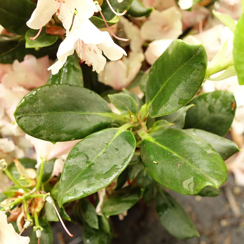 Rhododendron Inkarho  Brasilia (Feuillage)