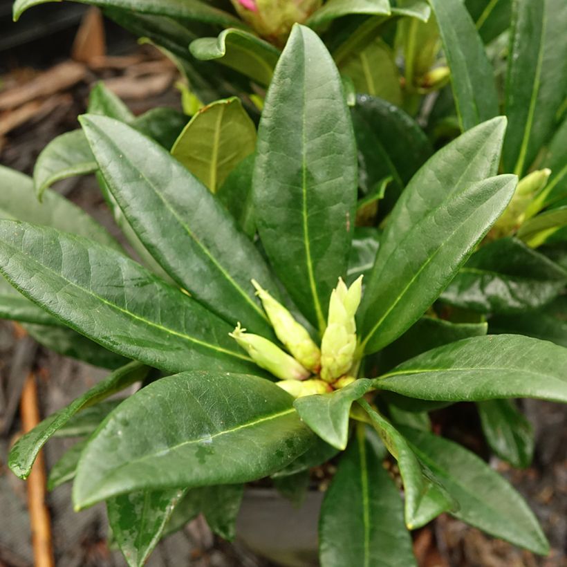 Rhododendron Inkarho Brigitte (Feuillage)