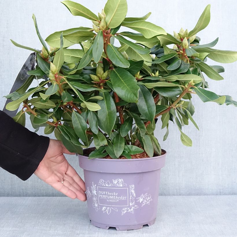 Spécimen de Rhododendron Inkarho Lila Dufthecke Pot de 4L/5L tel que livré en hiver