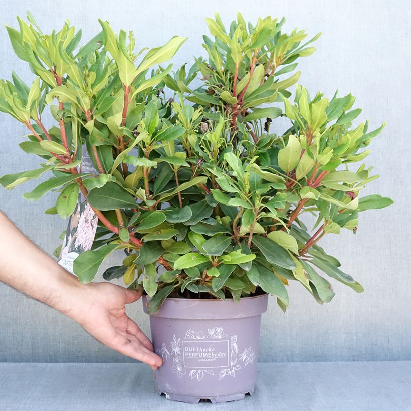 Spécimen de Rhododendron Inkarho Rosa Dufthecke Pot de 4L/5L tel que livré en été