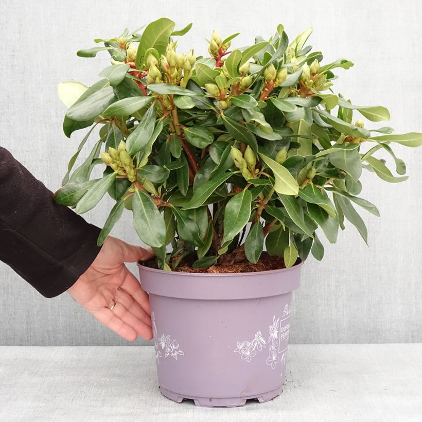 Spécimen de Rhododendron Inkarho Rosa Dufthecke Pot de 4L/5L tel que livré en hiver