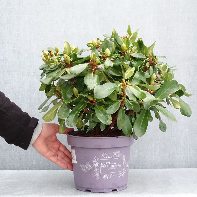 Spécimen de Rhododendron Inkarho Rosa Dufthecke Pot de 4L/5L tel que livré au printemps