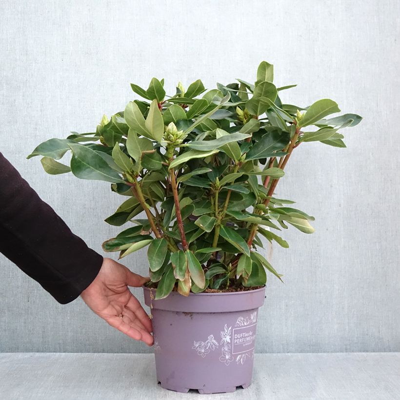 Spécimen de Rhododendron Inkarho Weiße Dufthecke Pot de 4L/5L tel que livré en automne