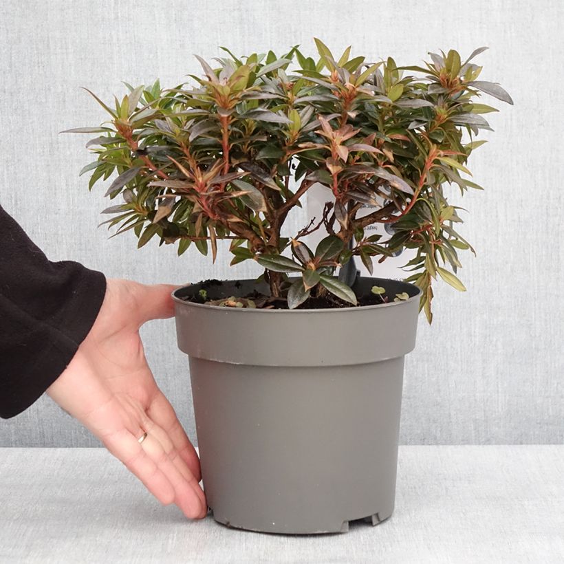 Spécimen de Rhododendron keleticum Robert Seleger - Rhododendron nain Pot de 2L/3L tel que livré en hiver