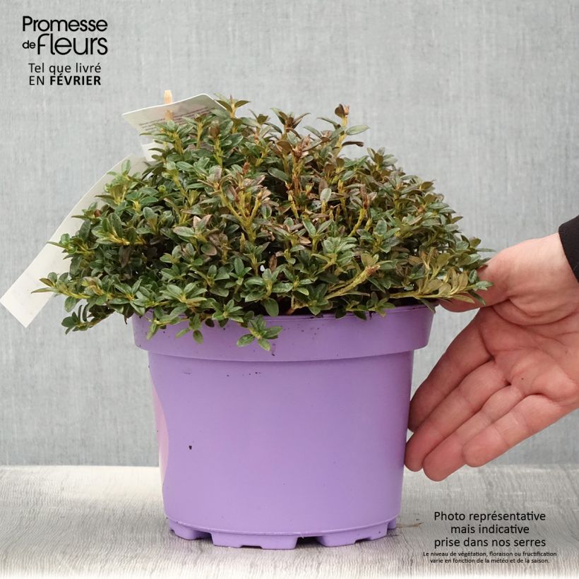Spécimen de Rhododendron Lilly Bell Dream - Rhododendron nain Pot de 3L/4L tel que livré en hiver