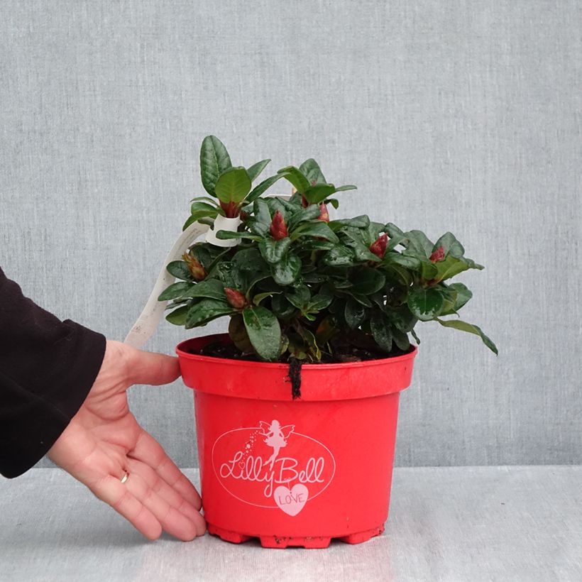 Spécimen de Rhododendron Lilly Bell Love - Rhododendron nain Pot de 3L/4L tel que livré en automne