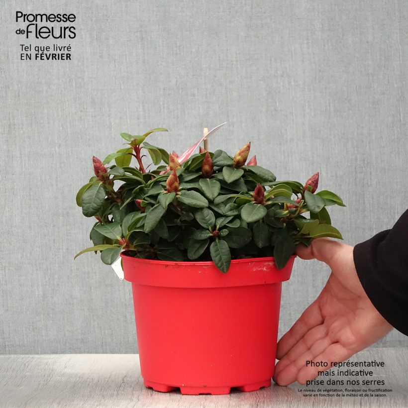Spécimen de Rhododendron Lilly Bell Love - Rhododendron nain Pot de 3L/4L tel que livré en hiver