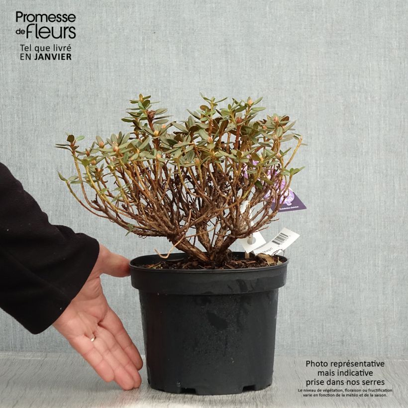 Spécimen de Rhododendron Lilly Bell Magic - Rhododendron nain Pot de 3L/4L tel que livré en hiver