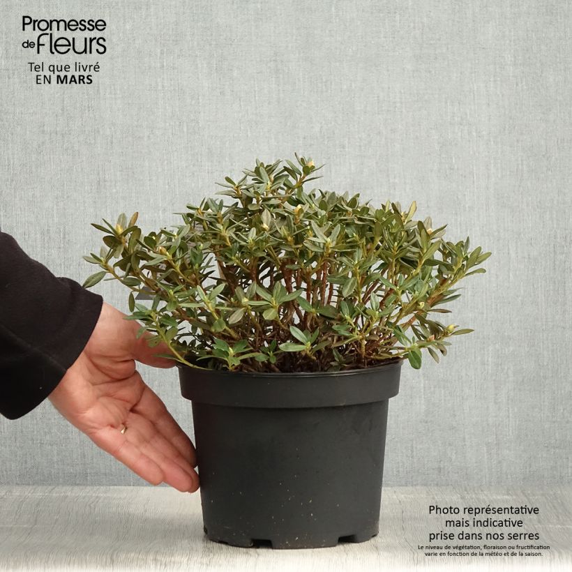 Amostra de Rhododendron Lilly Bell Magic - Rododendro Anão Vaso de 3 L/4 L tal como entregue na primavera