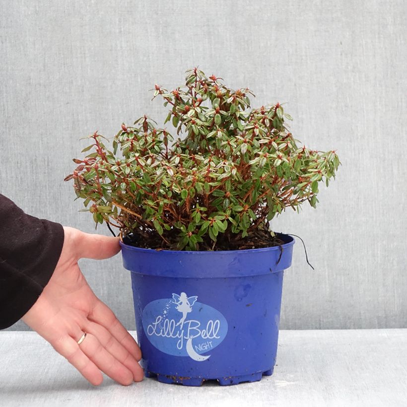 Spécimen de Rhododendron Lilly Bell Pearl - Rhododendron nain Pot de 3L/4L tel que livré en hiver