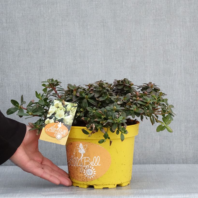 Spécimen de Rhododendron Lilly Bell Sun - Rhododendron nain Pot de 3L/4L tel que livré en hiver