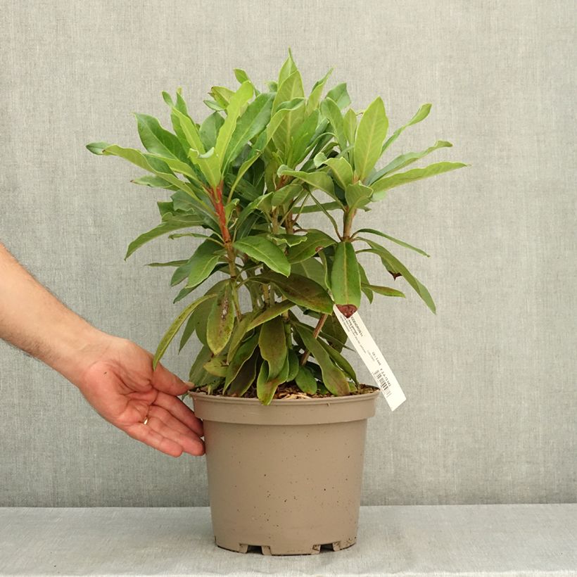 Spécimen de Rhododendron loderi King George Pot de 4L/5L tel que livré en été