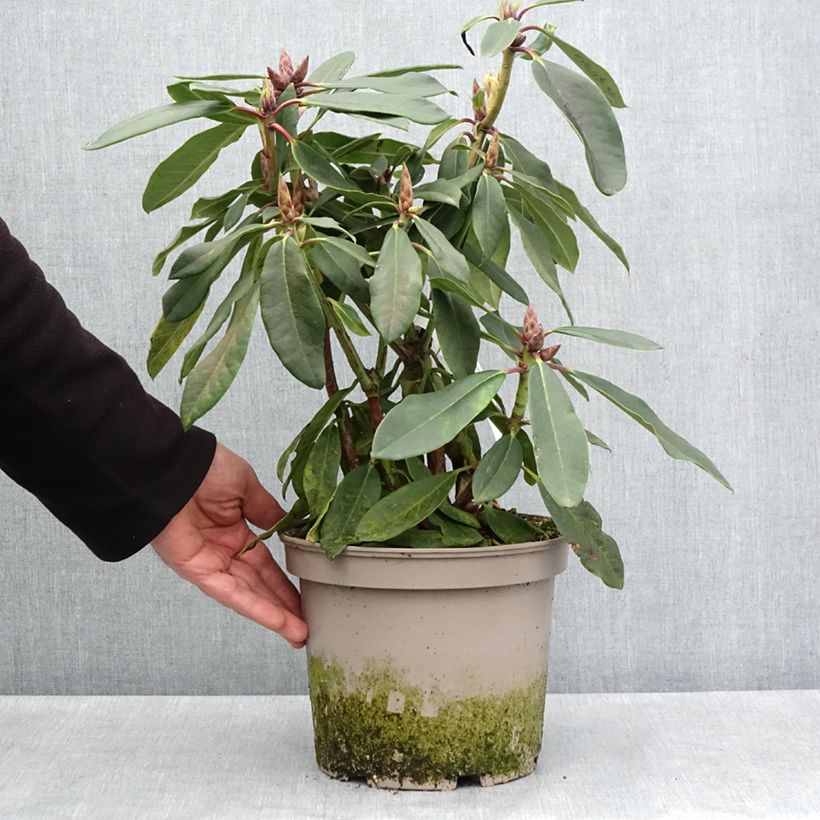 Rhododendron loderi King George Maceta 4L/5L Ejemplar entregado en la primavera