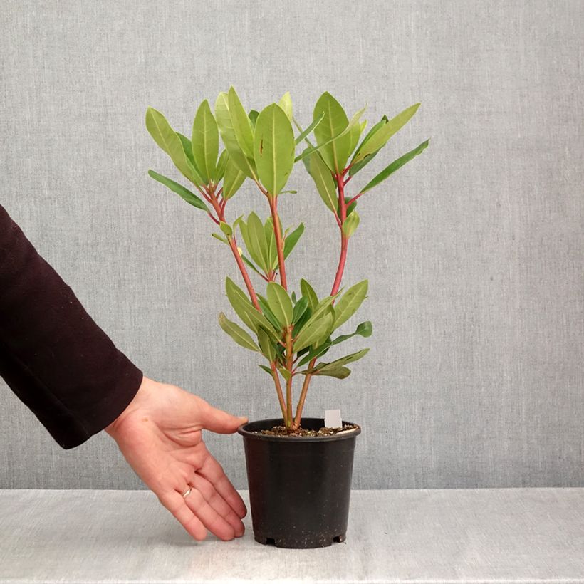 Spécimen de Rhododendron Marcel Ménard  Pot de 12 cm / 13 cm tel que livré en automne