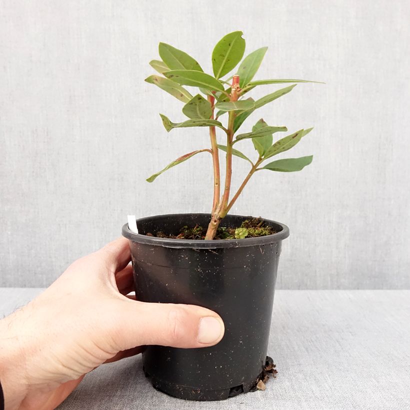 Spécimen de Rhododendron Marcel Ménard  Pot de 12 cm / 13 cm tel que livré en hiver