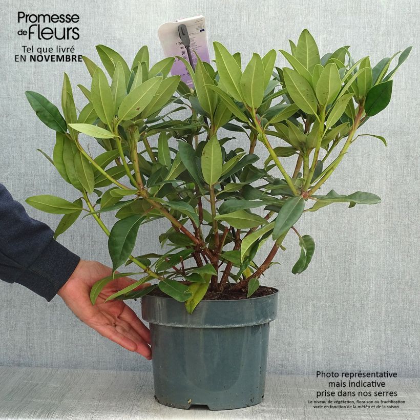 Spécimen de Rhododendron Marie Forte (Madame Fortier) - Grand Rhododendron Pot de 4L/5L tel que livré en automne