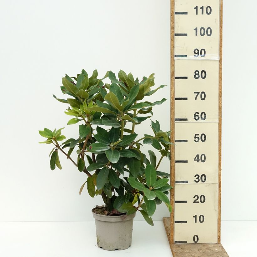 Spécimen de Rhododendron Markeeta's Prize - Grand rhododendron Pot de 4L/5L tel que livré en été