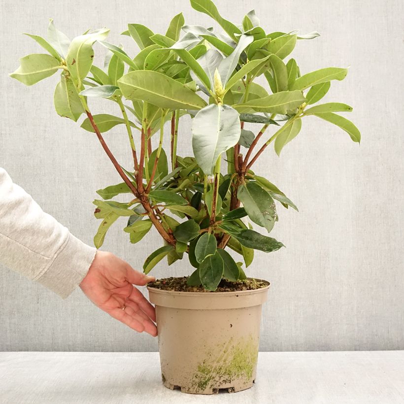 Spécimen de Rhododendron Markeeta's Prize - Grand rhododendron Pot de 4L/5L tel que livré au printemps