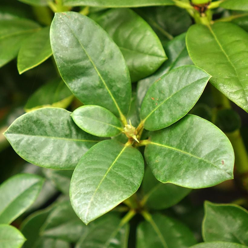 Rhododendron Mrs T.H. Lowinsky (Feuillage)