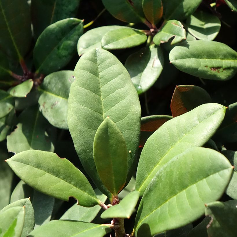 Rhododendron neriiflorum Burletta (Feuillage)