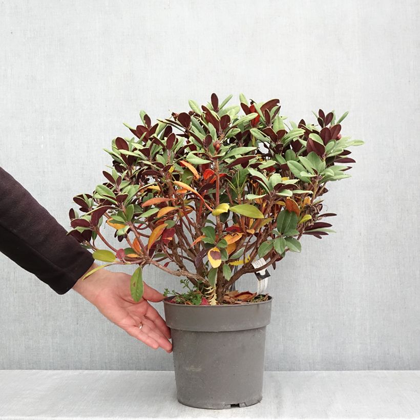 Spécimen de Rhododendron neriiflorum Burletta Pot de 6L/7L tel que livré en automne