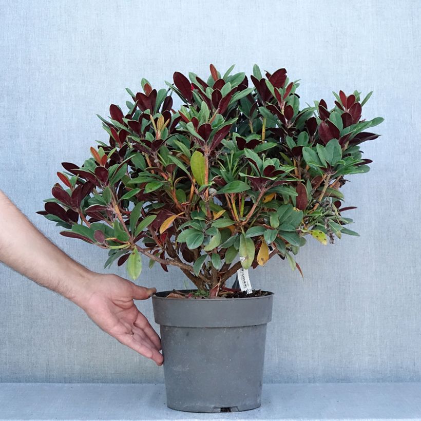Spécimen de Rhododendron neriiflorum Burletta Pot de 6L/7L tel que livré en été