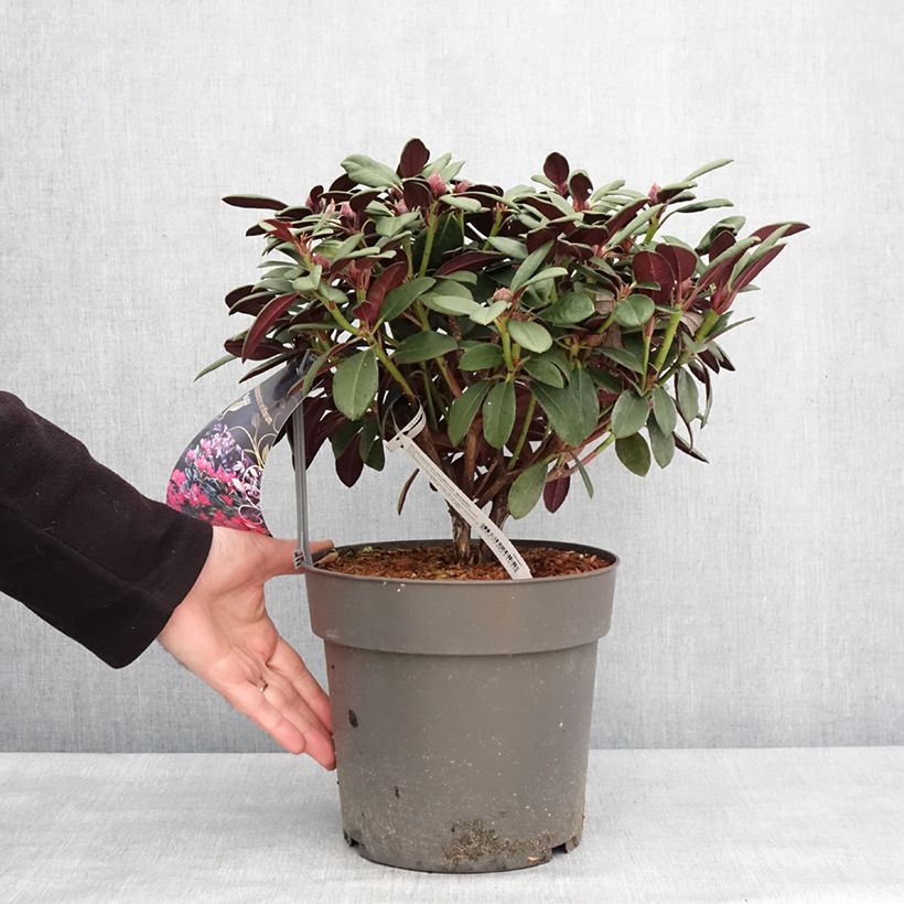 Spécimen de Rhododendron neriiflorum Burletta Pot de 6L/7L tel que livré en hiver