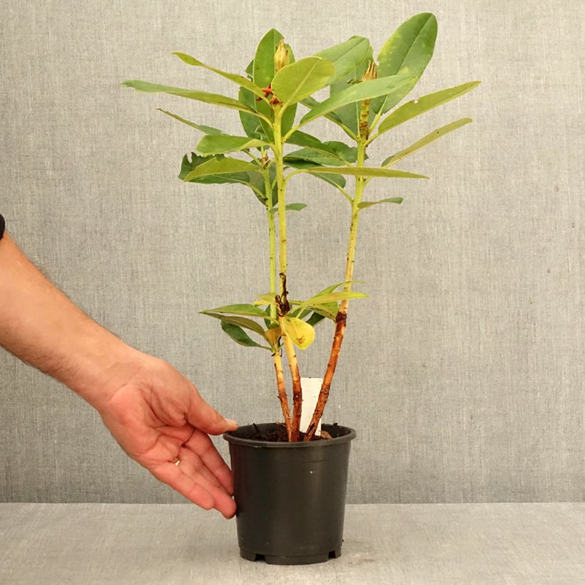 Spécimen de Rhododendron Percy Wiseman - Rhododendron nain  Pot de 12 cm / 13 cm tel que livré en automne