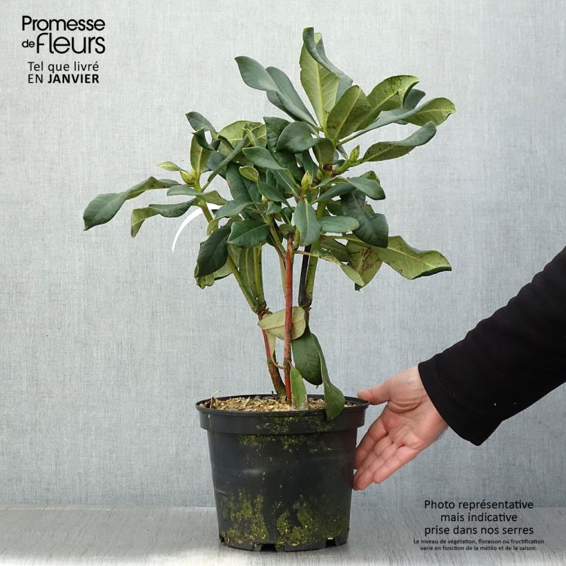 Spécimen de Rhododendron Polar Bear Pot de 4L/5L tel que livré en hiver