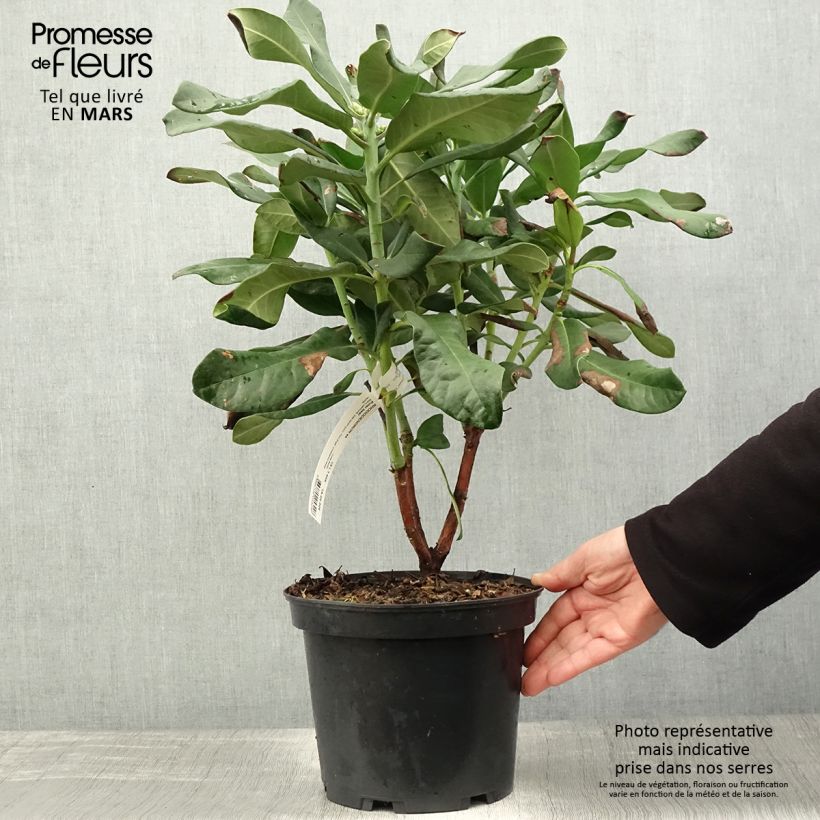 Spécimen de Rhododendron Polar Bear Pot de 4L/5L tel que livré au printemps