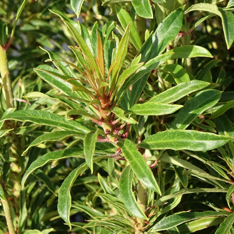 Rhododendron ponticum Grazeasy Dark Pink (Feuillage)