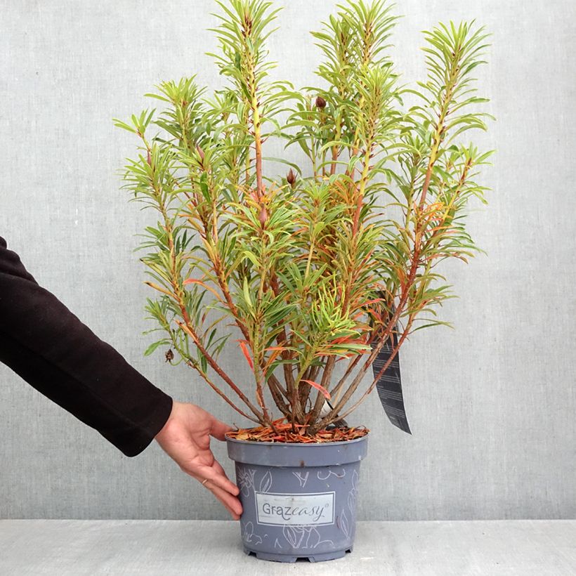 Spécimen de Rhododendron ponticum Grazeasy Dark Pink Pot de 4L/5L tel que livré en automne