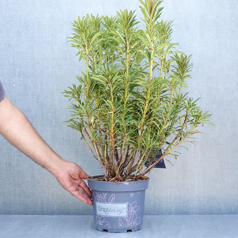 Spécimen de Rhododendron ponticum Grazeasy Dark Pink Pot de 4L/5L tel que livré en été
