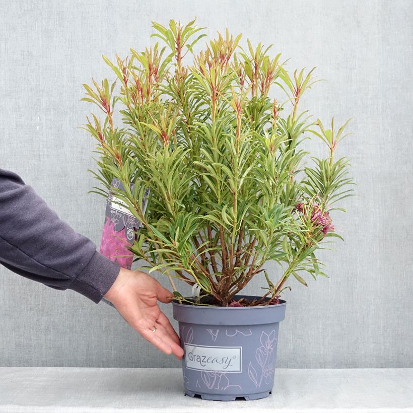 Spécimen de Rhododendron ponticum Grazeasy Dark Pink Pot de 4L/5L tel que livré au printemps