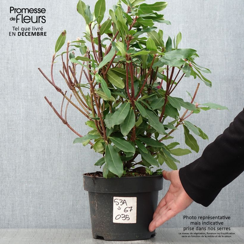 Spécimen de Rhododendron ponticum Roseum Pot de 4L/5L tel que livré en automne