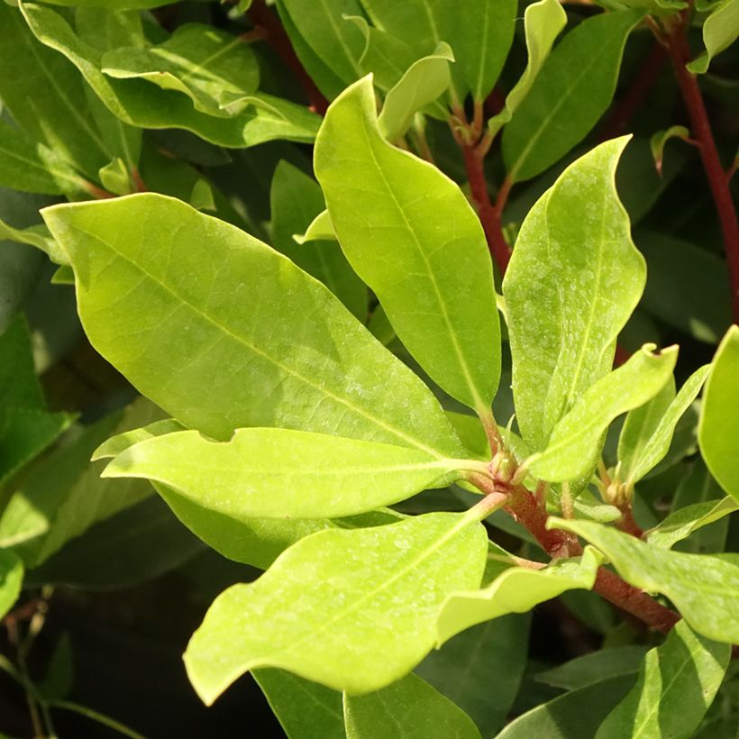 Rhododendron ponticum Roseum (Feuillage)